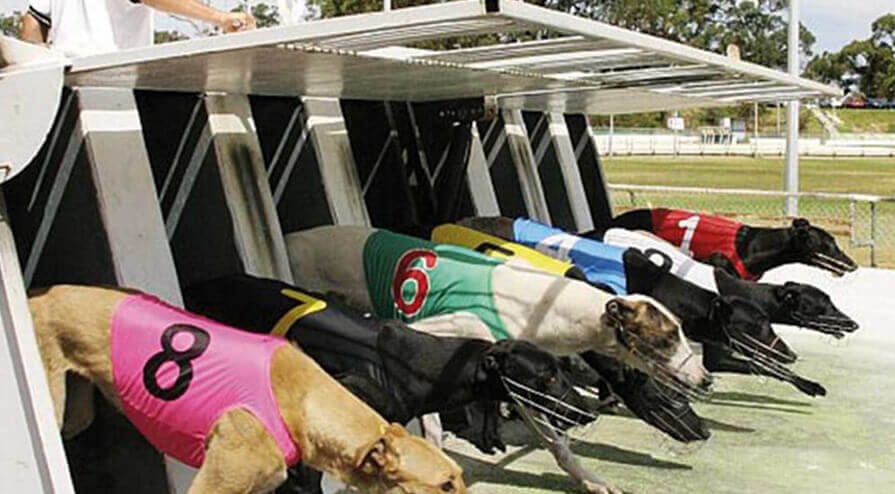 Sports Betting Gray Hound Racing Rules how to play? Game process